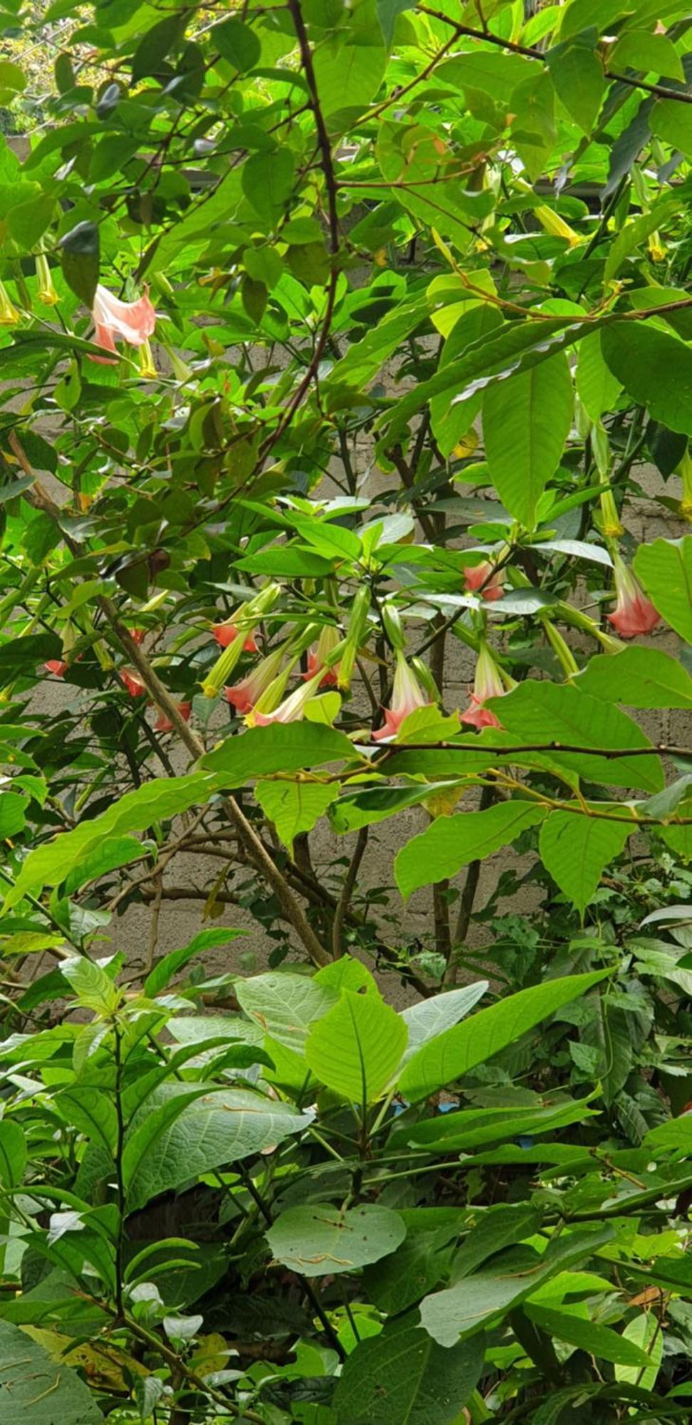 Himansa Homestay إيلا المظهر الخارجي الصورة